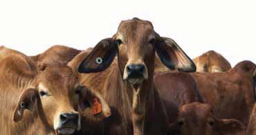 Is it safe to eat meat from HGP-treated cattle? It is safe to eat meat from HGP-treated cattle.