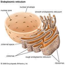 to the endoplasmic reticulum Ribosomes Ribosomes are the most