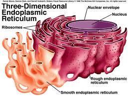 Smooth endoplasmic reticulum The smooth endoplasmic reticulum has no. ribosomes The function of the smooth endoplasmic reticulum is to make: lipids that will be used in the cell membrane.