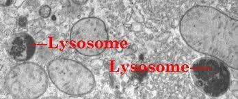 Lysosomes are filled with: very strong digestive enzymes. Lysosomes One function is the: digestion of carbohydrates, proteins, and lipids into small molecules that can be used by the rest of the cell.