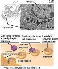 Lysosomes help to clean up or destroy any debris that might build up inside the cell.