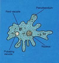 A vacuole is a storage area Vacuoles inside a cell.