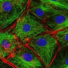 The cytoskeleton is a network of protein tubes and fibers that helps the cell to maintain its shape.