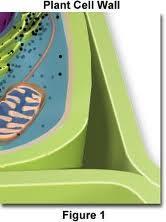 The main function of the cell wall is to provide support and