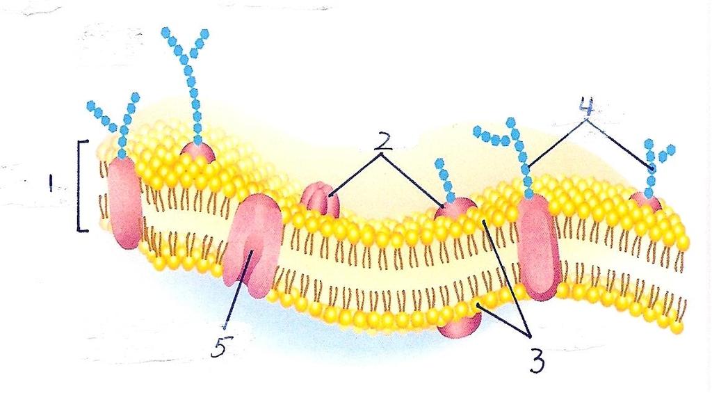 Structure of the Cell Membrane 1 Cell Membrane 2
