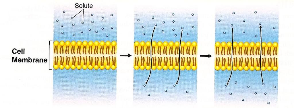 Describe what is happening in the drawing below. A) There is a higher concentration of solute molecules on one side of the membrane. A. B.