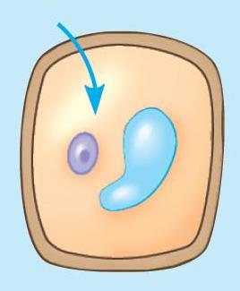 Cytolysis: Too much water moves in and the cell membrane bursts because of the water pressure. Water enters cell.