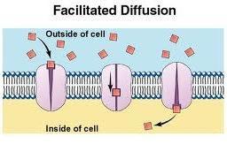 Facilitated Diffusion Polar molecules (water, glucose) have difficulty crossing through the lipid bilayer of the membrane.