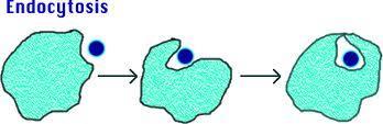 Two types of endocytosis are: Phagocytosis Pinocytosis
