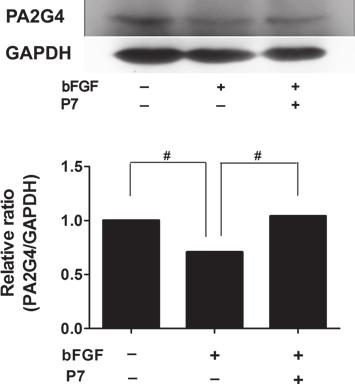 LI et al: ANTITUMOR EFFECT OF bfgf-binding PEPTIDE 213 Figure 3. The synthetic P7 peptides suppressed the activation of Erk1/2 and P38 induced by basic fibroblast growth factor (bfgf).