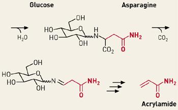 Acrylamide Certainly toxic molecule IARC (1994) has classified acrylamide as a probable