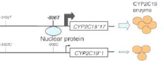 CYP2C19*17 Associated with increased CYP2C19 activity UM phenotype Carriers of