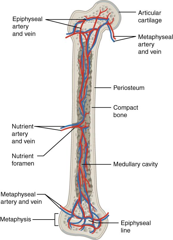 OpenStax-CNX module: m46281 13 Diagram of Blood and Nerve Supply to Bone