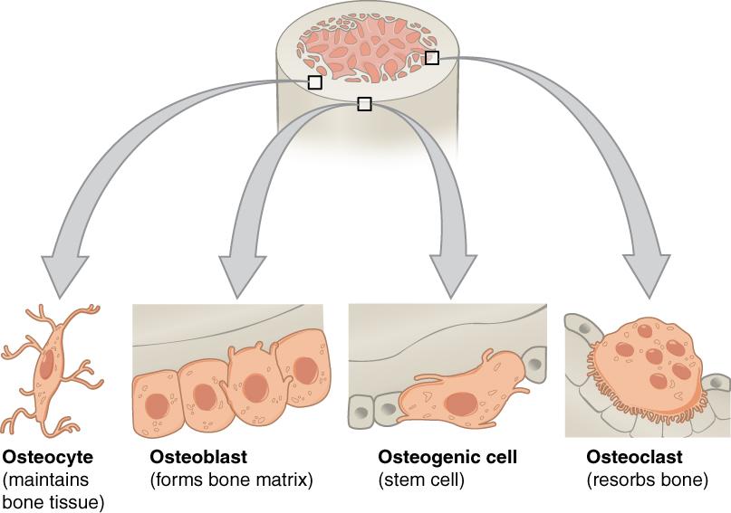 OpenStax-CNX module: m46281 6 3 Bone Cells and Tissue Bone contains a relatively small number of cells entrenched in a matrix of collagen bers that provide a surface for inorganic salt crystals to