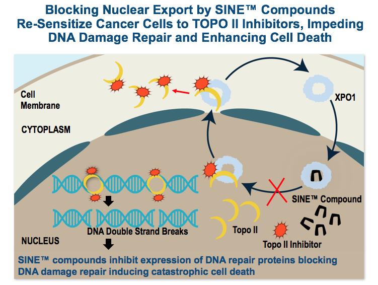 Introduction: Selinexor + Ara-C + Idarubicin Synergy Between Selinexor and Anthracyclines Aberrant nuclear export and cytoplasmic localization of TOPO IIα has been identified as one of the mechanisms