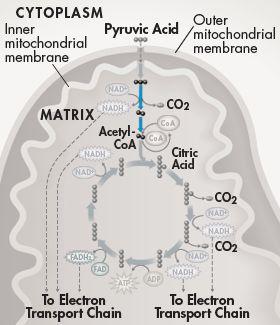 Citric Acid Production Once pyruvic acid is in the mitochondrial matrix, NAD + accepts 2 high-energy