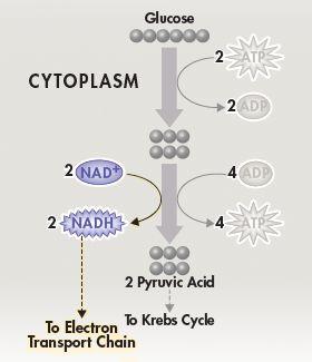 NADH Production NADH carries the high-energy electrons to the electron transport chain, where they can be