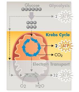 The Krebs Cycle During the Krebs cycle pyruvic acid produced in glycolysis is broken down into carbon dioxide in a series of energy-extracting