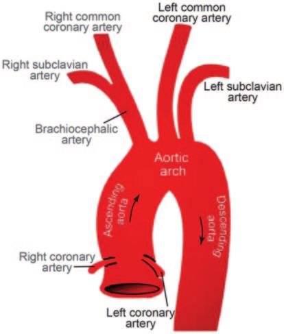 30 2 The Human Cardiovascular System Fig. 2.10 Components of the aortic arch. The right and left common coronary arteries ( CCA) branch from the aortic arch.