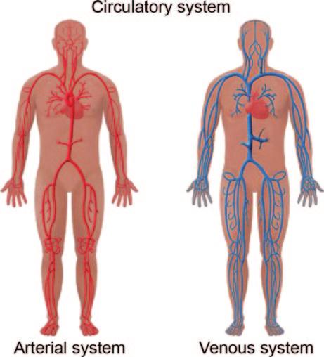 22 2 The Human Cardiovascular System Fig. 2.1 Vasculature of the human body. Circulation is based on the vascular network system of arteries and veins that is distributed throughout the entire body.