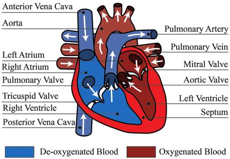 2.2 Physiology of the Cardiovascular System 25 coronary arteries are analogous to the organs of the human body and the cardiovascular network of arteries. 2.2 Physiology of the Cardiovascular System 2.2.1 Anatomy of the Heart The heart supplies oxygenated blood to the rest of the body and then transports the de-oxygenated blood to the respiratory system for oxygen replenishment (Fig.