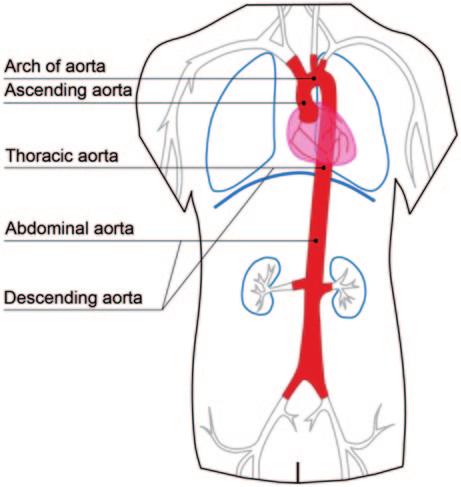 28 2 The Human Cardiovascular System Fig. 2.7 Segments of the aorta.