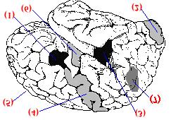 1. The Most Famous Brain Areas: Broca s and Wernicke s Area Left hemisphere: 1. Broca s area 2.