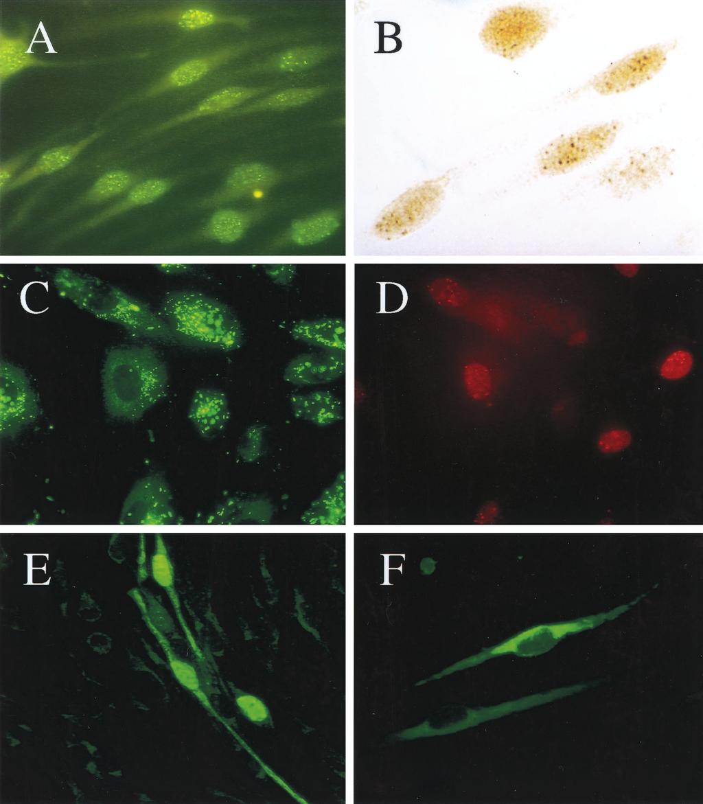 VOL. 75, 2001 ENDOTHELIAL CELL PLAQUE ASSAY FOR KSHV 5619 FIG. 3.
