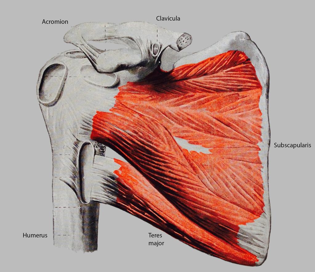 Fig. 1: Demonstrating the normal anatomy of the rotator cuff muscles. Fig.