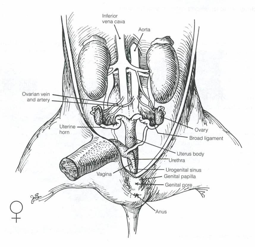 Urethra: at the end of the urinary bladder Rectum: located dorsal to the urethra o carefully remove the connective tissue around urethra to separate it from the rectum o continues posteriorly into