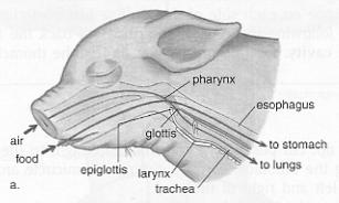 Dissection Procedure HEAD AND NECK To expose the structures of the mouth and pharynx, start by inserting a pair of scissors in the angle of the lips on one side of the head and cut posteriorly