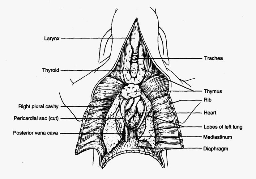 THORACIC ORGANS Lungs: The thoracic cavity is divided into left and right pleural cavities containing the lungs.