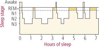 4 of 6 11/26/2012 1:23 PM Stage N1: Drowsiness In making the transition from wakefulness into light sleep, you spend about five minutes in stage N1 sleep.