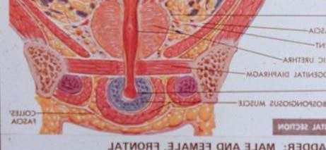 ), in the bladder neck at the junction of urethra and bladder 2.