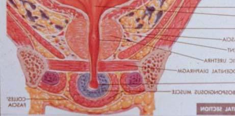 cells that form a circular collar around the bladder