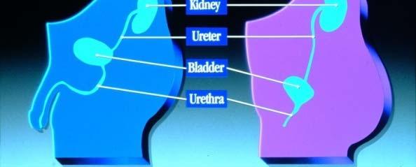 BLADDER PHYSIOLOGY Kidneys make urine Ureters bring urine to the bladder Bladder = a hollow sac that stores and