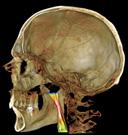 - CBCT images, 3D photos, STL surface data - Panoramic, cephalometric and