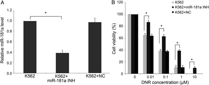 Results mir-181a is down-regulated in the DNR-resistant K562/A02 cell line Our mirna profiling studies indicated that 4 mirnas were up-regulated (mir-21, mir-221, mir-155, and mir-99a) and 10 mirnas