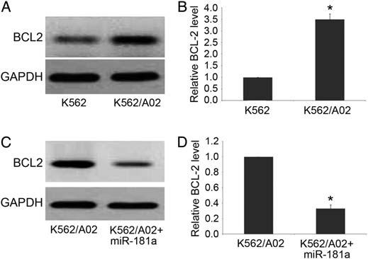 13.2% in K562 cells and 6.3% in K562 cells transfected with mir-181a inhibitor [Fig. 4(D F)]. The result suggested that mir-181a was associated with DNR-induced apoptosis in K562 cells.