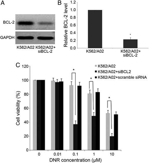 transfected K562/A02 cells. *P, 0.05. Figure 8 BCL-2 plays a key role in K562 DNR resistance (A, B) Western blots of BCL-2 protein levels transfected with Bcl-2 sirna in K562/A02 cells.