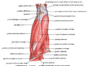 acute injury Muscles of the Thigh and Knee Please name the muscles