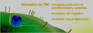 bound TNF receptors on the surfaces of immune cells, triggering an inflammatory reaction. In a healthy immune system, the body produces soluble TNF receptors that bind TNF.