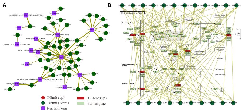 mirna-function network analysis in ICM and NICM 7 Figure 3. ICM mirna-pathway network. A. Overall mirna-pathway networks in ICM. B. Example of pathway regulated by downregulated mirnas.