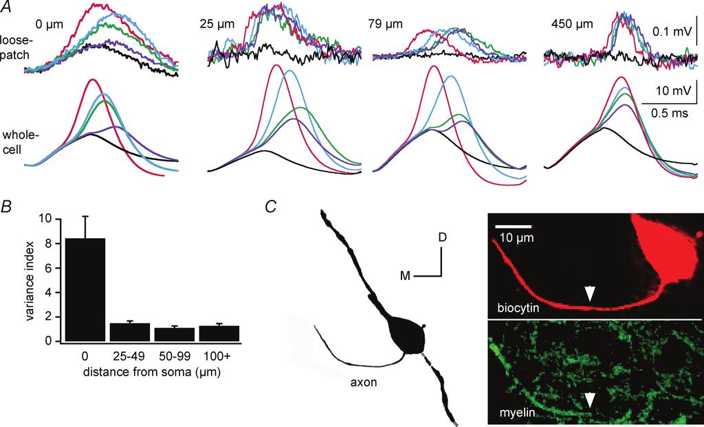 656 L. L. Scott and others absolute refractory period for action potential initiation and propagation in the axon. Short refractory periods allow MSO neurons to entrain to high-frequency stimulation.