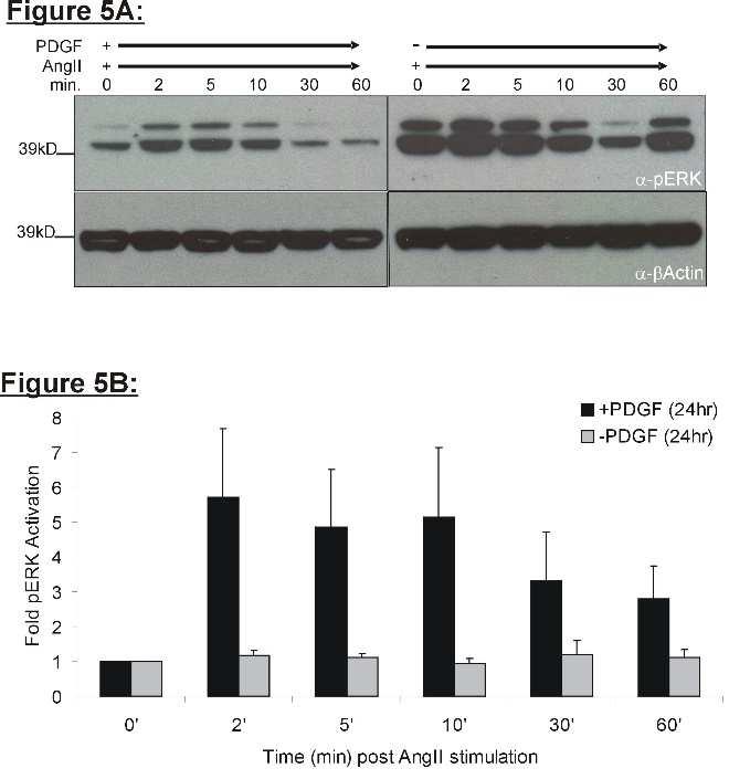 Figure 5. PDGF-BB stimulates RGS5 knock-down, induces AngII-mediated ERK phosphorylation, and induces Ang-II mediated hypertrophy. (A.