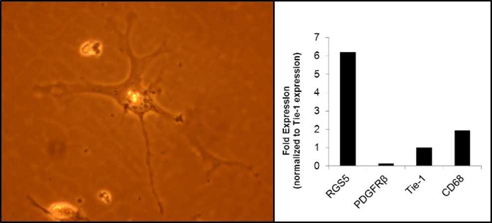 Figure 2.11 Supplemental 1: RGS5 is expressed in freshly isolated primary HSCs 1 HSC have astrocyte-like morphology. A.