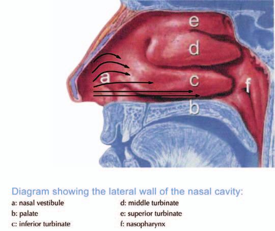 Controlled Particle Dispersion : Applying Vortical Flow to Optimize Nasal Drug Deposition By: Marc Giroux, Peter Hwang, MD; and Ajay Prasad, PhD Nasal delivery of local and systemic medical therapies