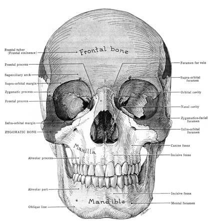 3. Nasal Bones The nasal bones project from the frontal processes of the maxillae and form the bony support of the upper portion of the nose (Figure 4.2).