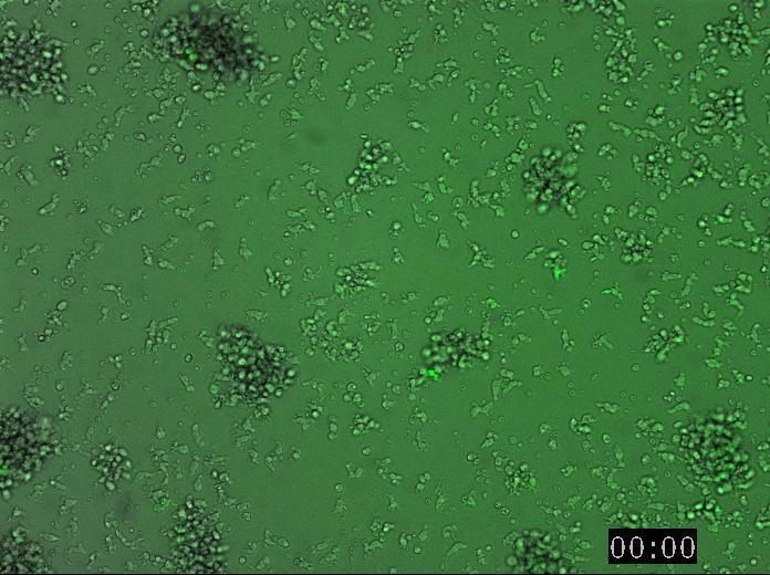 Plasmacytoid dendritic cells