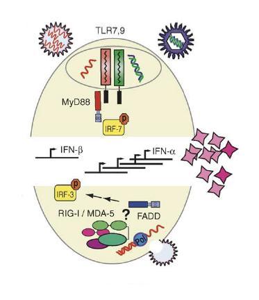 Plasmacytoid dendritic cells Expression of TLR7 et TLR9 => specialized in recognition of viral nucleic acids ARNsb Produce huge quantities of Type I IFN (- and b) in response to virus Antigen cross